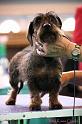 Crufts2011_2 1458